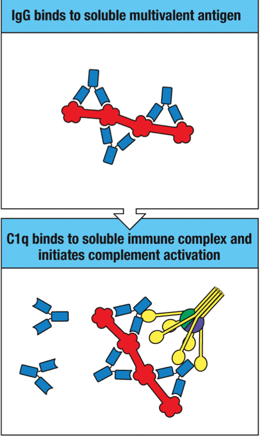 <p>T/F: Crosslinking of two or more IgG by the antigen on the pathogen surface activates the classical pathway</p>