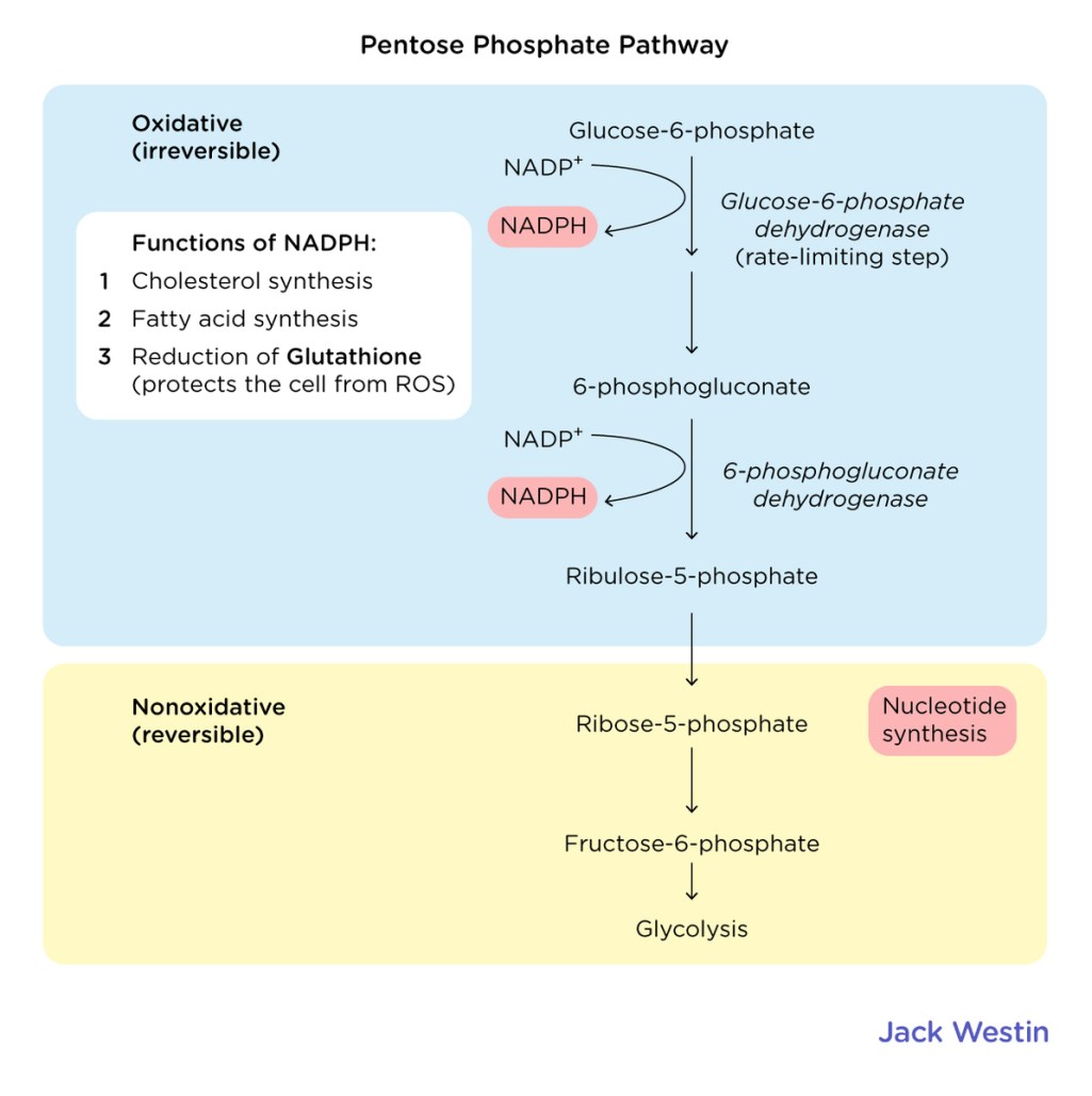 * glucose 6 phosphate denhydrogenesis
* ATP synthesis and NADPH
* CO2 releases during oxidation