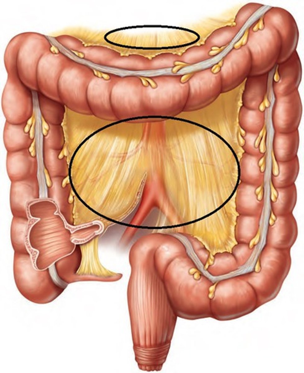 <p>The fold of peritoneum that attaches the colon to the abdominal wall.</p>