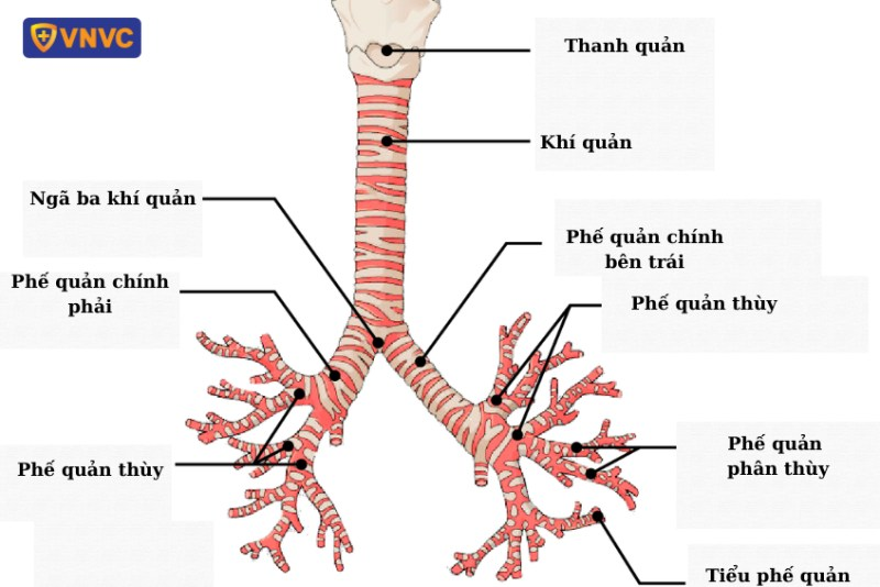 <p>Sự phân chia khí quản</p><p>So sánh giữa phế quản chính phải và trái</p>
