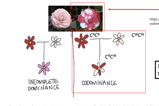 <p>Allelic relationship in which the heterozygote exhibits the phenotype of both alleles at the same time.</p>