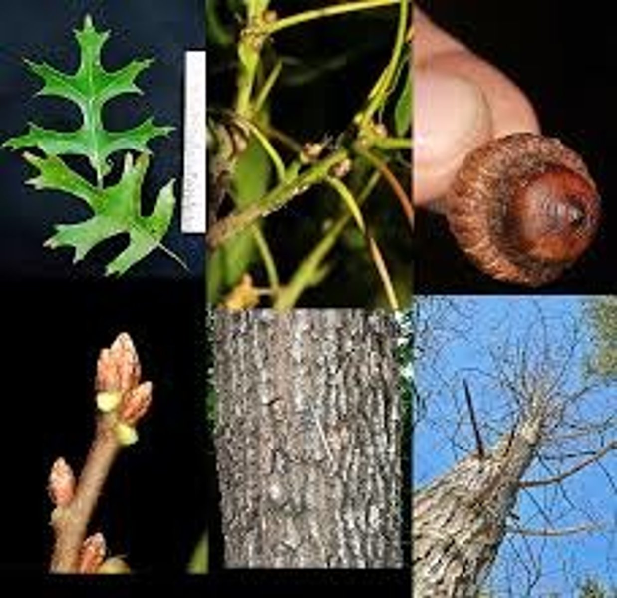 <p>An oak with deeply lobed leaves (the sinuses between lobes are "C"-shaped) and a rounded crown. Truncated, rounded, or shortly tapered leaf base.</p>