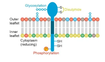 <ul><li><p>different lipids aren’t evenly distributed between leaflets due to flippase action </p></li><li><p>proteins are asymmetrical and can’t flip</p></li><li><p>different PTMs are found on the cytoplasmic and extracellular sides of proteins (eg. outer environment is more oxidative, so disulphide bridges mostly form outside the cell)</p></li></ul><p></p>