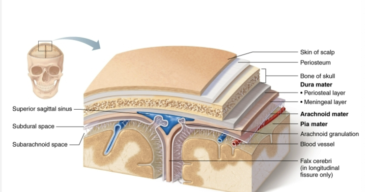 <ol><li><p>Dura mater </p></li><li><p>Arachnoid mater </p></li><li><p>Pia mater </p></li></ol><p></p>