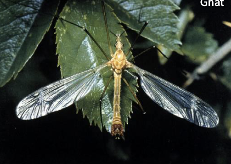 <p>flies</p><ul><li><p>one pair of true wings</p></li><li><p>halteres</p></li><li><p>short antennae</p></li><li><p>sucking mouth part&nbsp;</p></li></ul><p></p>