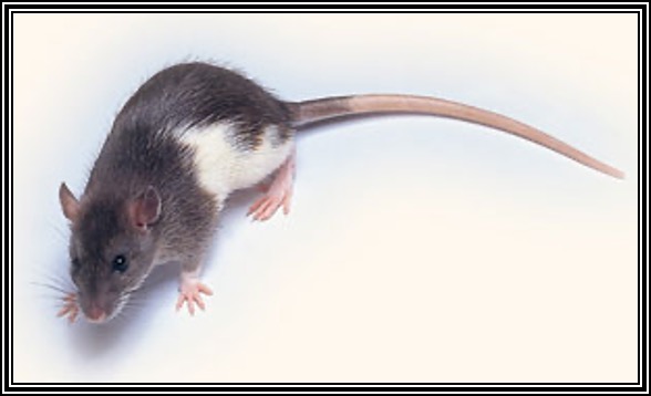 <p>Hooded rat stock that is smaller in size</p>