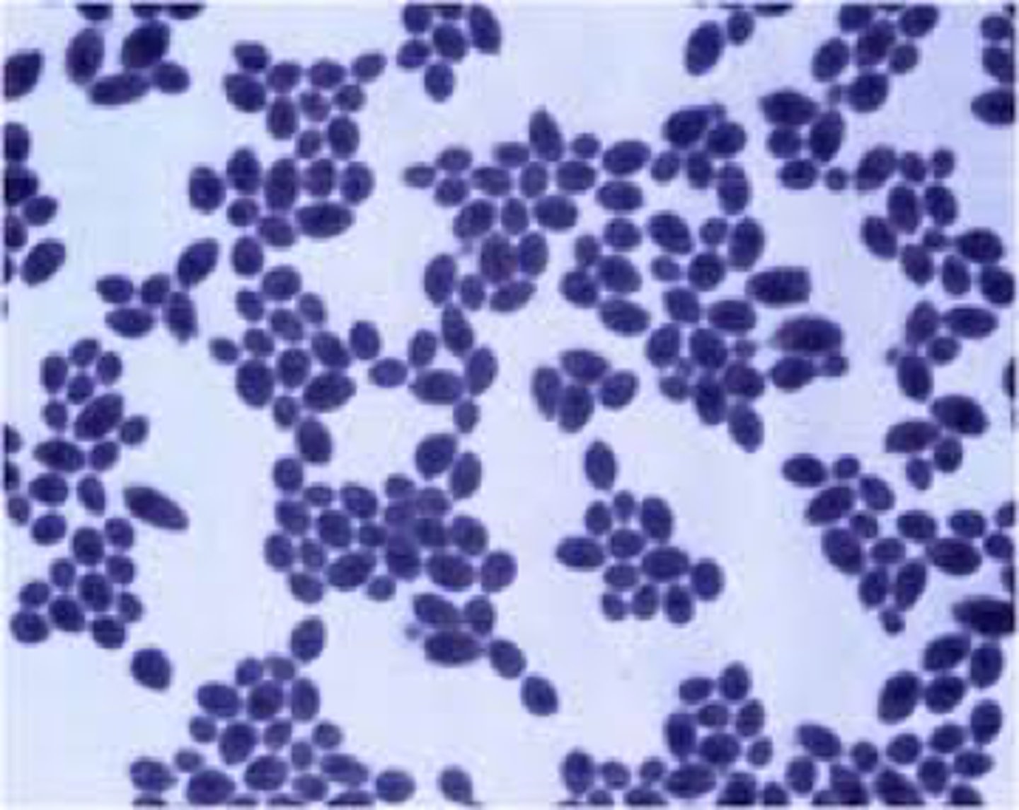 <p>A collection of bacterial cells which share an overall pattern of similar traits</p>