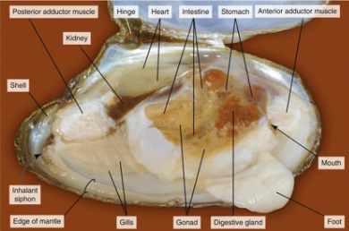 <p>Domain Eukarya</p><p>Phylum Mollusca - Soft-bodied, often shelled organisms</p><p>Class Bivalvia - Mollusks with two-part shells</p><p>Genus: <em>Anodonta</em> (Freshwater Mussel)  </p>