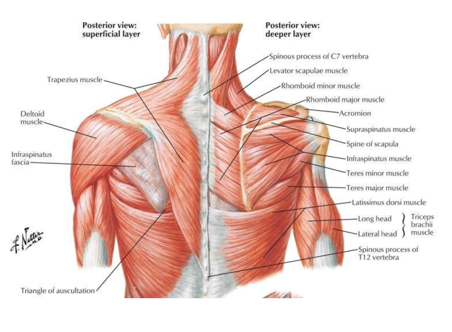 <p>-deltoid</p><p>-teres major</p><p>-supraspinatus</p><p>-infraspinatus</p><p>-teres minor</p><p>-subscapularis</p>