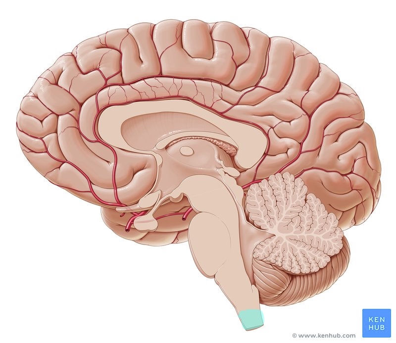 <p>what brain area is this?</p>