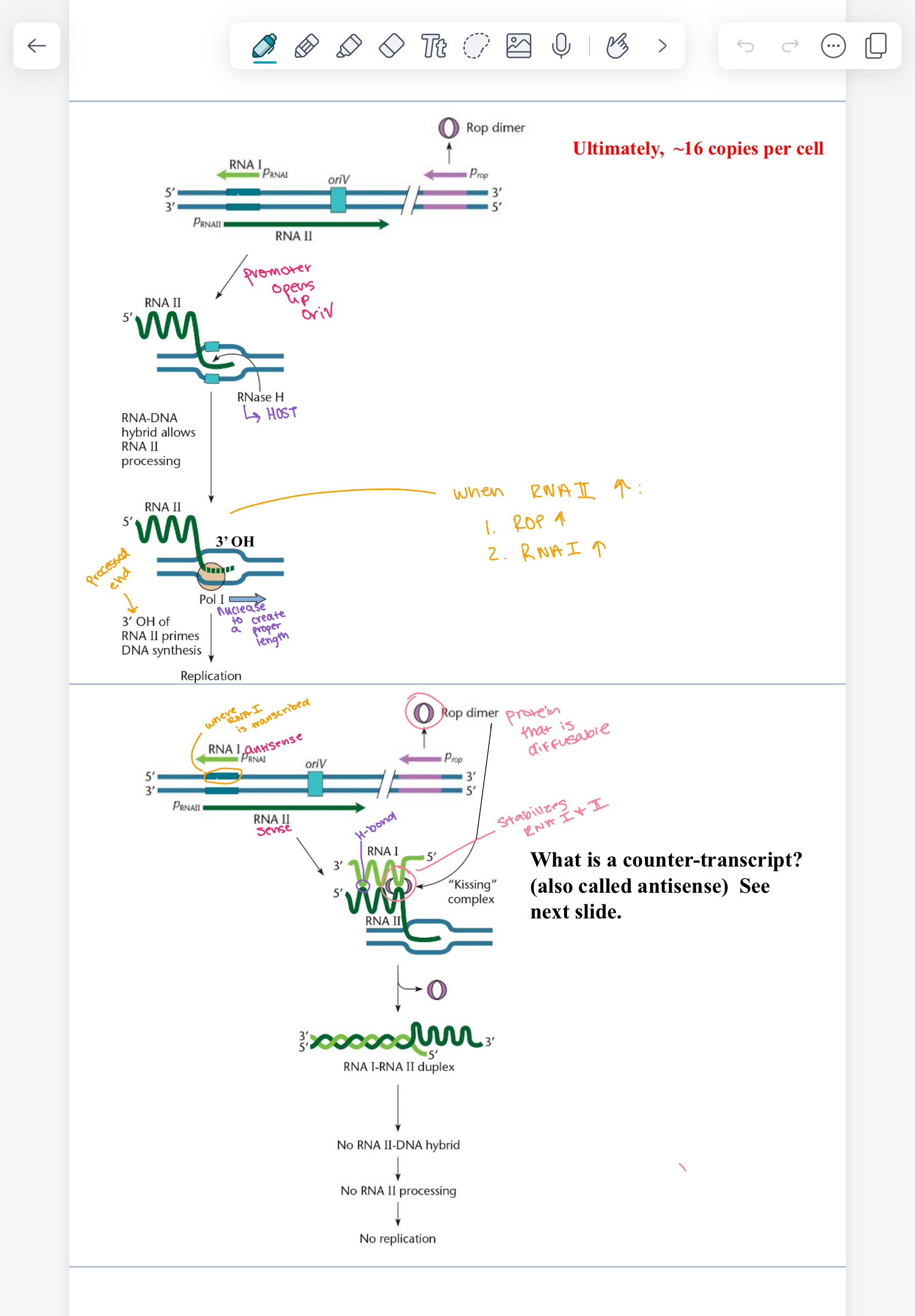 Microbial Unit 2 Flashcards Knowt