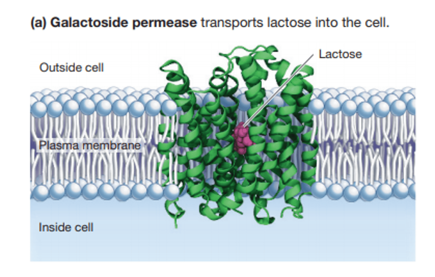 <p>a symporter that imports lactose into the cell</p>