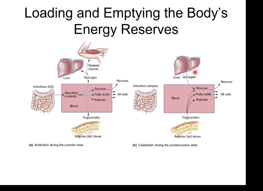 <p> </p><ul><li><p><span><span>After eating, insulin is high, nutrients enter the blood, and energy is stored: glucose becomes glycogen in liver and muscle, and excess energy is stored as triglycerides in adipose tissue.</span></span></p></li><li><p><span><span>During fasting, insulin is low and glucagon is high, stored energy is released: liver glycogen is broken down, new glucose and ketones are made, and fatty acids from fat tissue supply energy.</span></span></p></li><li><p><span><span>Overall, the body switches between energy storage (fed state) and energy mobilisation (fasting state) to maintain blood glucose and ATP.</span></span></p></li></ul><p></p>