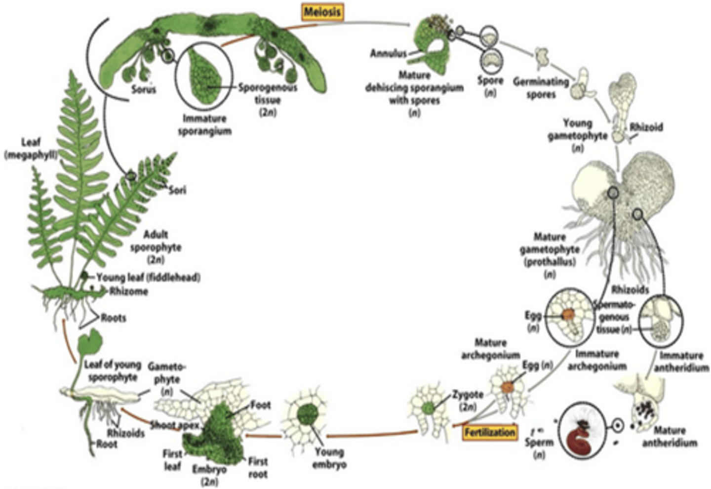 <p>early embryophytes relied heavily on water for sexual reproduction (spore transportation, avoiding dessication), while modern basal land plants (bryophytes and come pteridophytes) require constant moisture</p><p>desiccation-resistant spores and eventually extremely durable seeds minimized the need for constant water for reproduction</p><p>all lineages, except bryophytes, evolved a sporophyte-dominant life cycle</p>