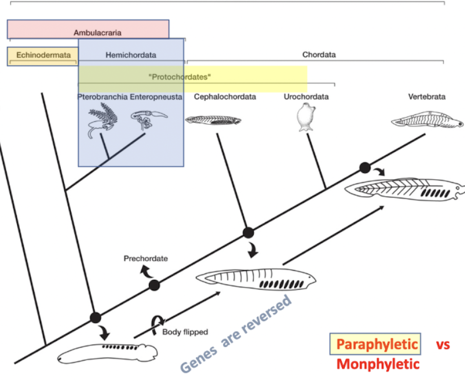 <ul><li><p>ambulacraria → _________</p></li><li><p>pentaradial, symmetrical body plan (sea stars)</p></li><li><p>endoskeleton of calcium carbonate, ossicles</p></li><li><p>water-vascular system, tube feet</p></li><li><p>in some fossils, pharyngeal slits present&nbsp;</p></li></ul><p></p>