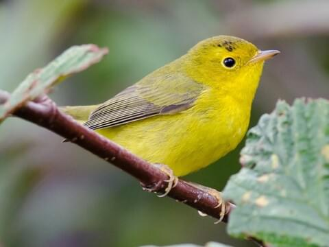 <p><span style="color: rgb(165, 162, 162);"><em>Wilson’s</em> </span>Warbler</p><p><span style="color: rgb(182, 181, 181);"> (female pictured here)</span></p>