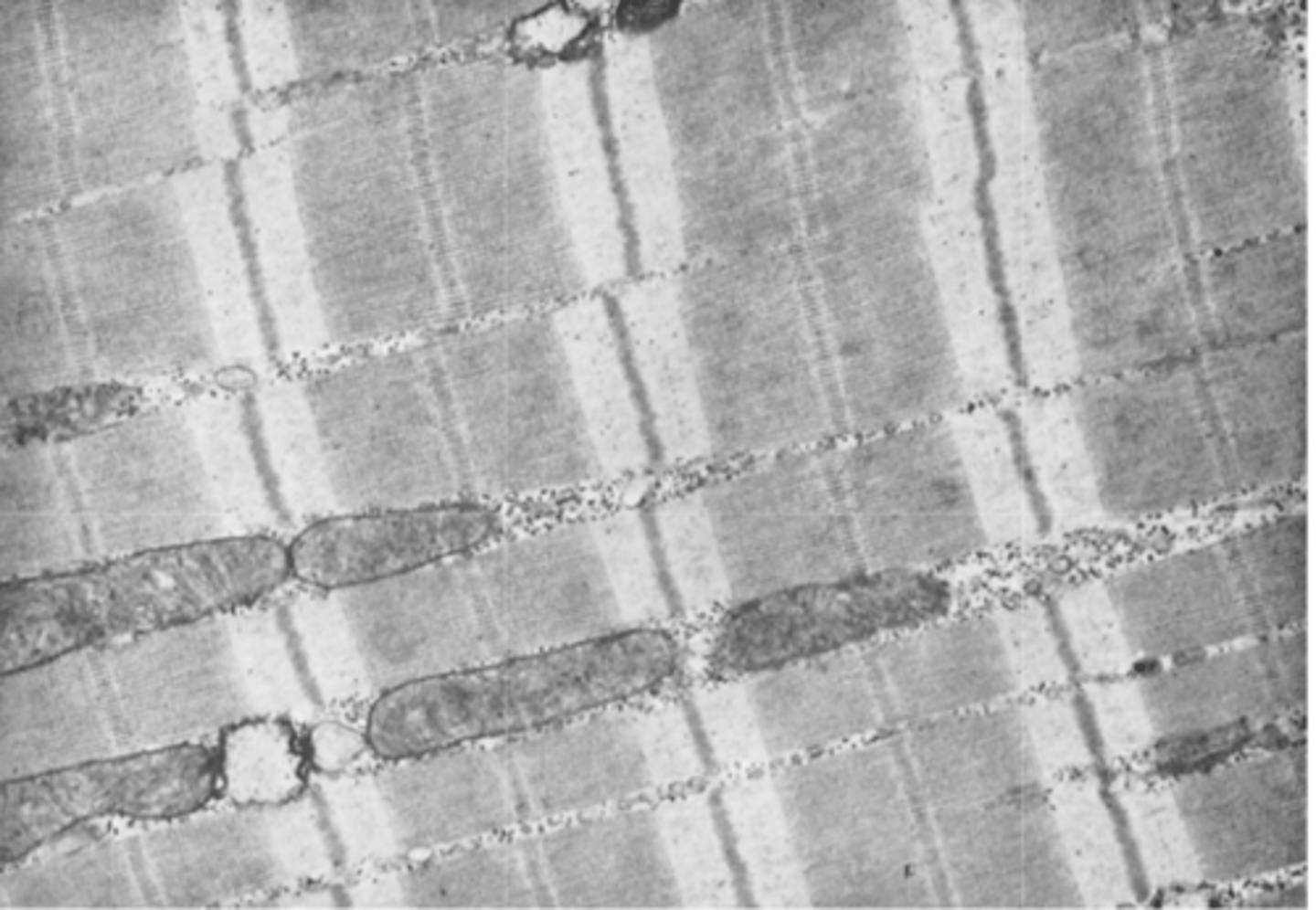 <p>each muscle fiber contains hundreds of myofibrils</p><p>Note the mitochondria lying between the myofibrils.</p><p>each myofibril contains 1500 adjacent thick myosin filaments and 3000 thin actin filaments</p><p>the myosin and actin filaments partially interdigitate and thus cause alternate light and dark bands</p><p>Myosin projections = cross-bridges that interact w/ the actin filaments and cause contraction</p><p>the entire muscle fiber has light and dark bands, as do the individual myofibrils. These bands give skeletal and cardiac muscle their striated appearance.</p>