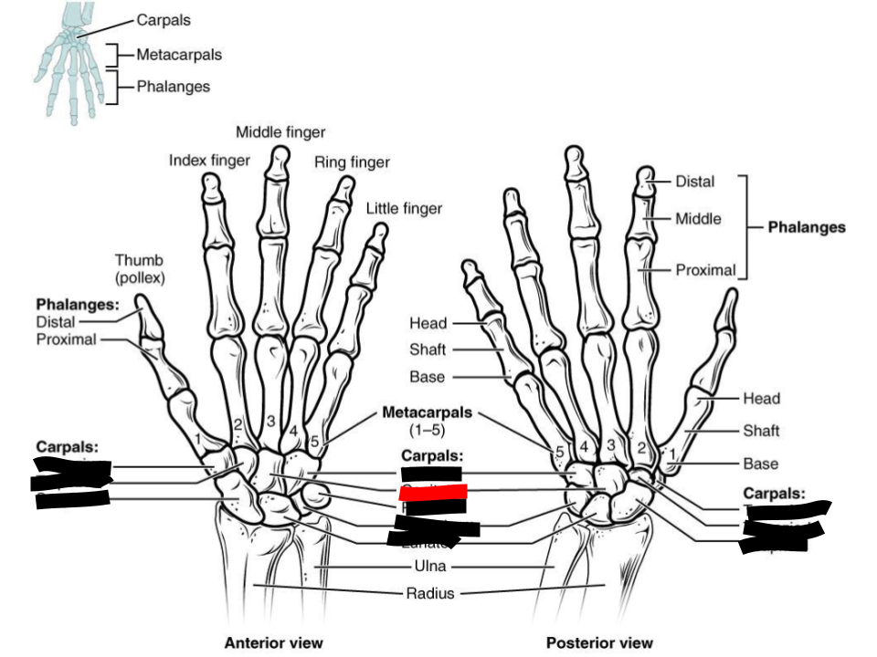 <p>carpals</p>