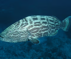 <p><span><span>fish?</span></span></p>