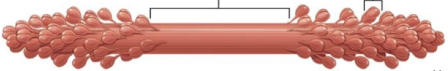 <ul><li><p>Mysosin</p></li><li><p>Contractile protein</p></li></ul><p>Myosin heads binds with actin active site </p><p></p>