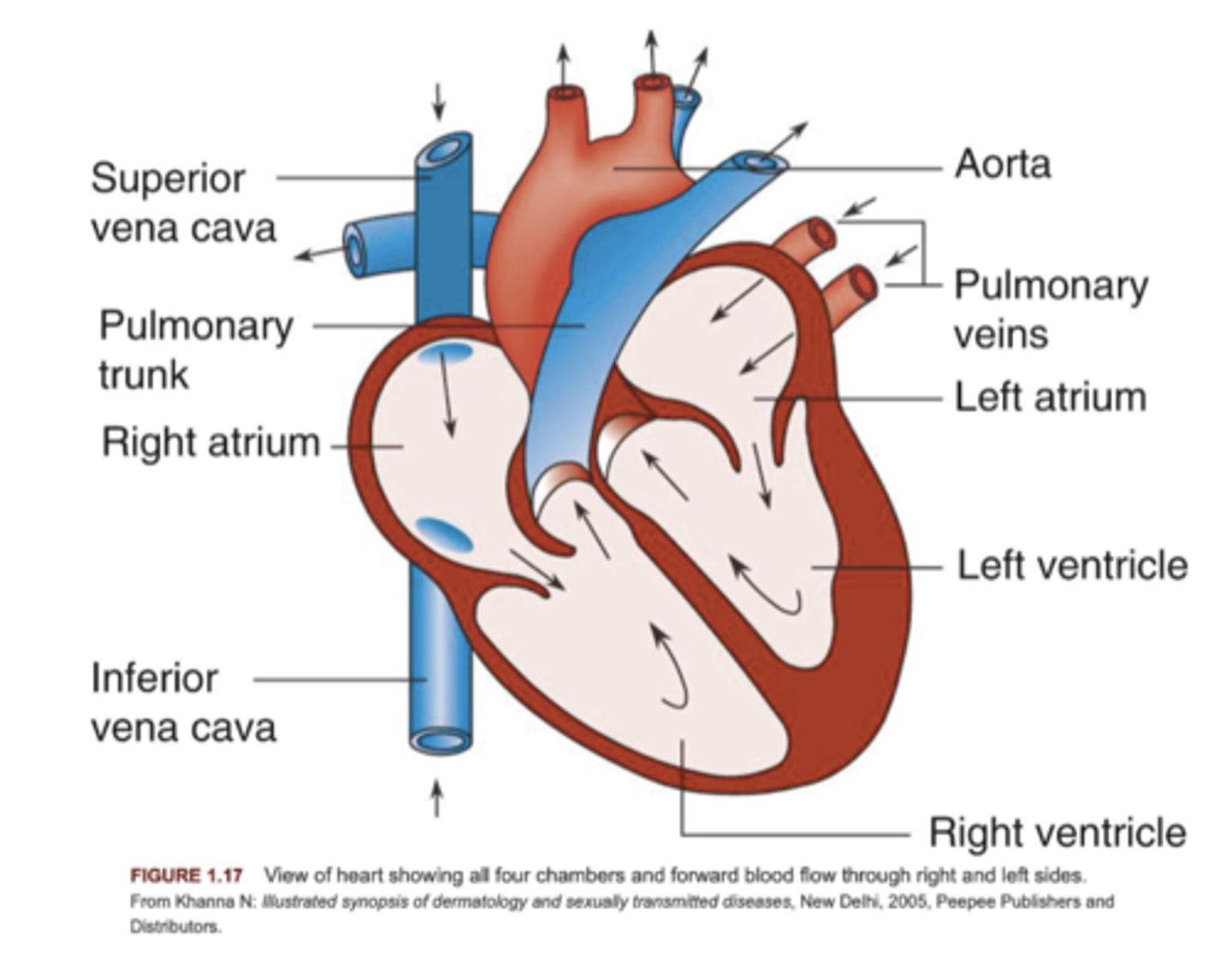 knowt flashcard image