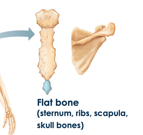 <ul><li><p>thin flat often curved bones </p></li></ul>