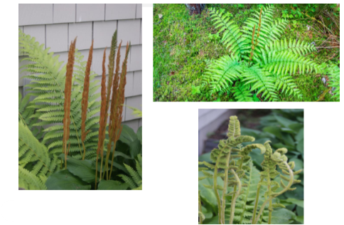 <p>-fiddleheads look like cinnamon sticks -cinnamon colored fibers near frond bases</p>