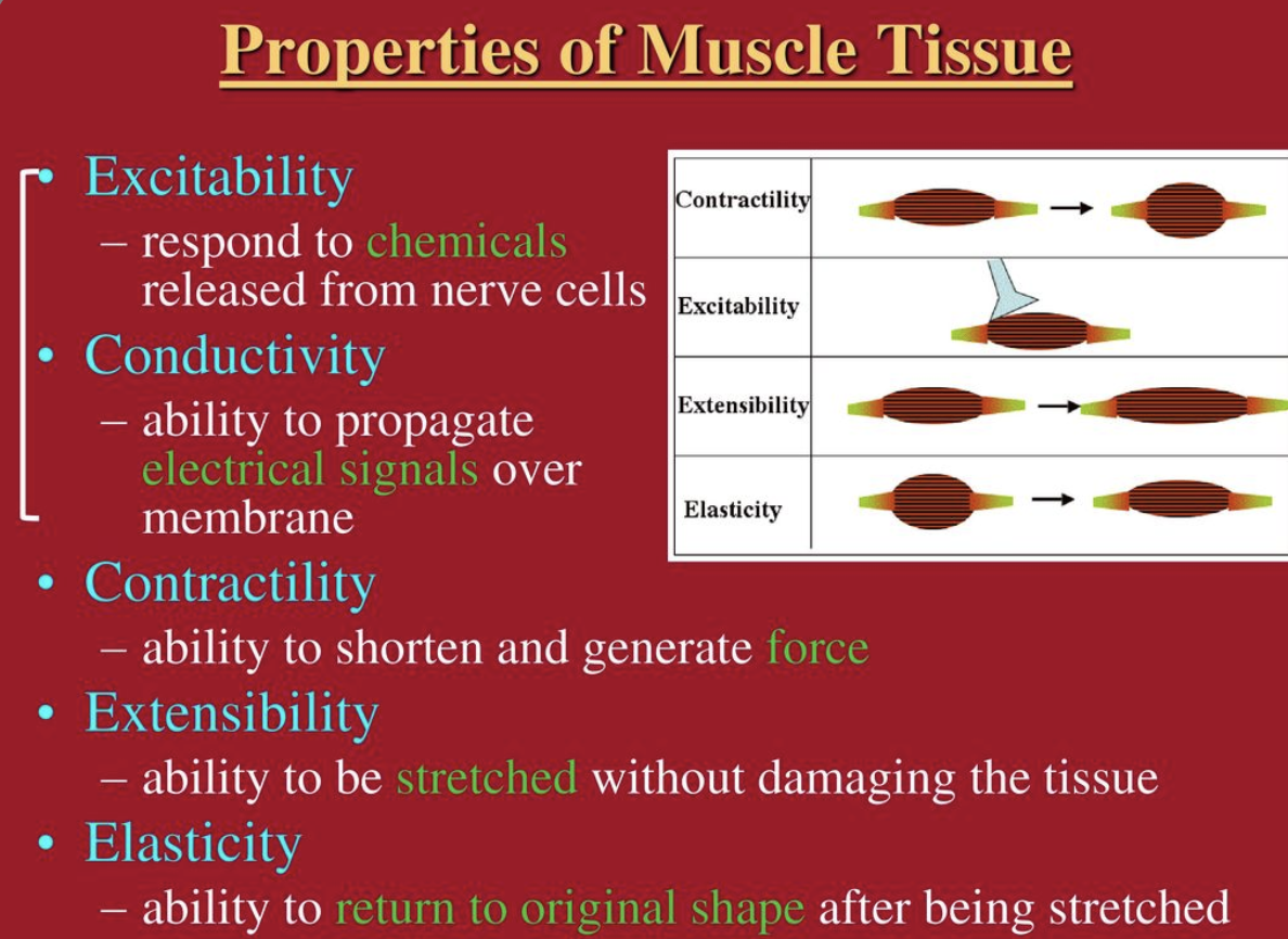 <p>Contractility, Excitability, Extensibility and Elasticity</p><p></p><p><mark data-color="red">Remember using CEEE</mark></p>