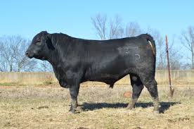 <p>chiania x Angus, optimize carcass traits from chiania &amp; maternal traits from angus</p>