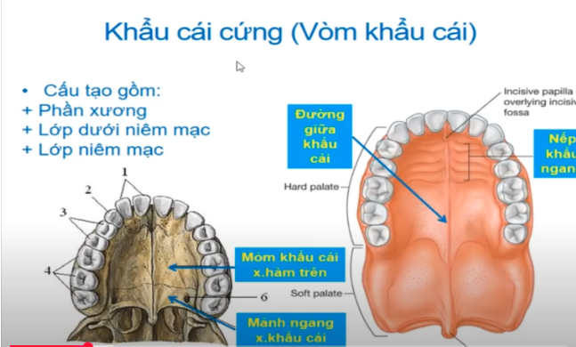 <p>Khẩu cái cứng có 3 phần nào ? </p>