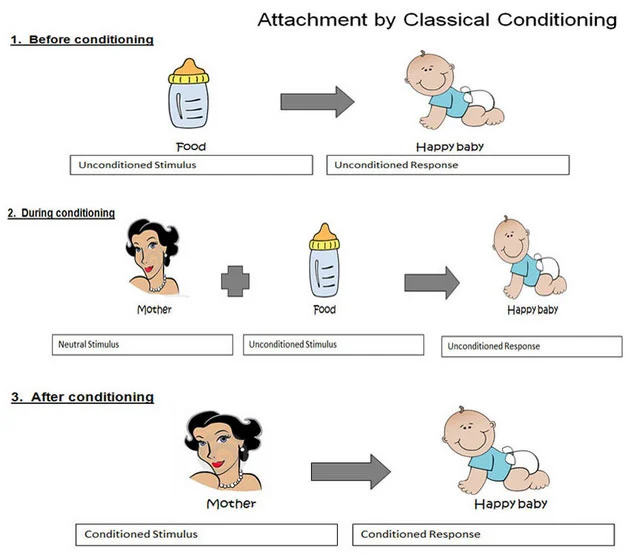 <p>The child learns through classical conditioning by associating milk with the mother </p>