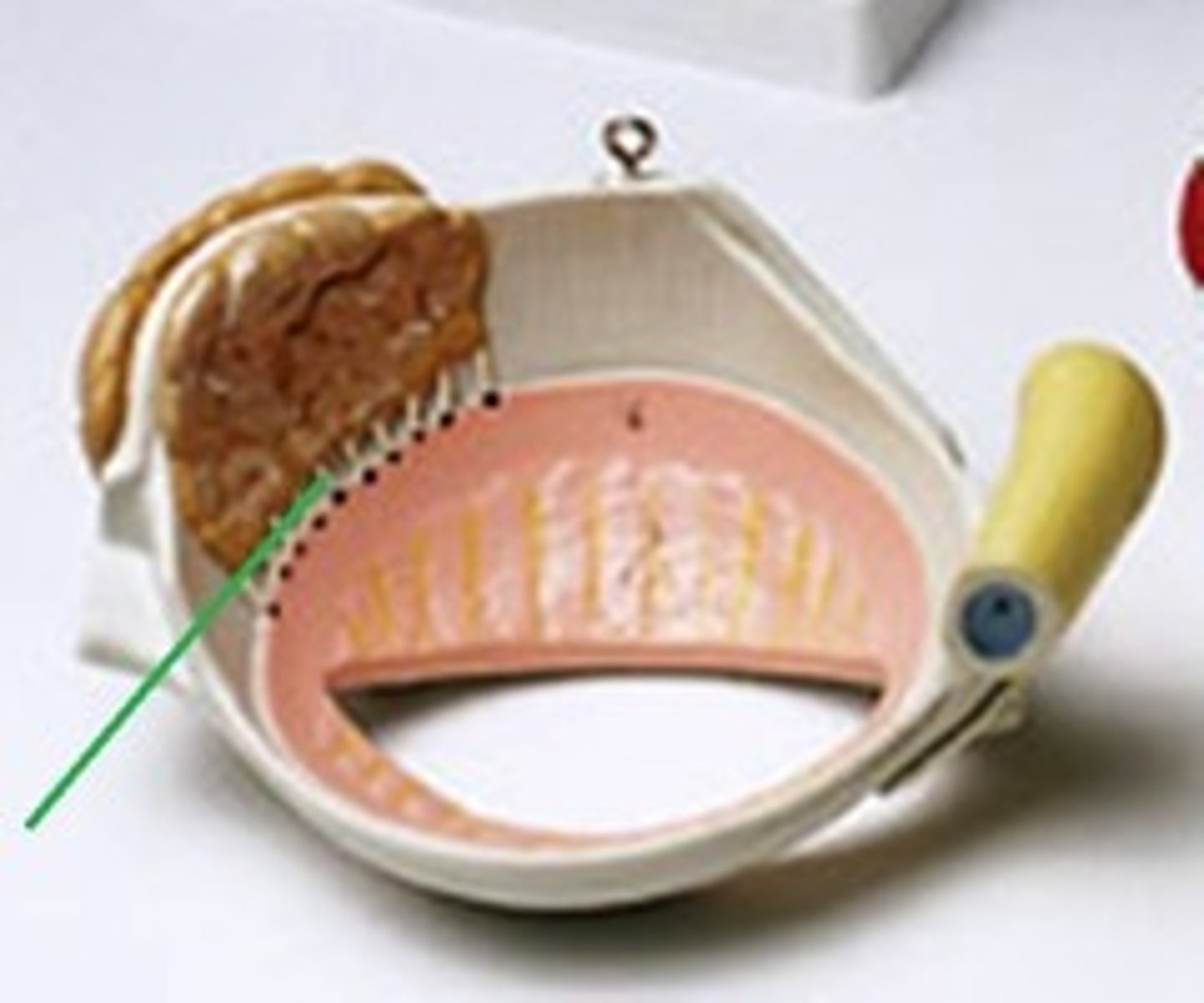<p>ducts connecting the gland to the surface of the eye</p>