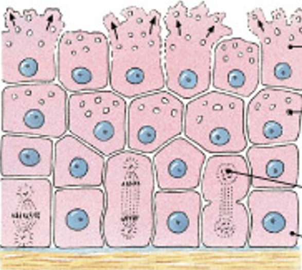 <p>Which modes of secretion are:</p><ul><li><p>Are released by cells bursting, killing gland cells.</p></li><li><p>Gland cells replaced by stem cells.</p></li><li><p>Ex sebaceous gland.</p></li></ul><p></p>