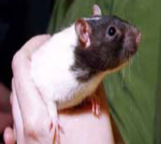 <p>RATS (Rattus norvegicus)</p><p>Strain</p><p>Colour</p><p>Characteristics</p>