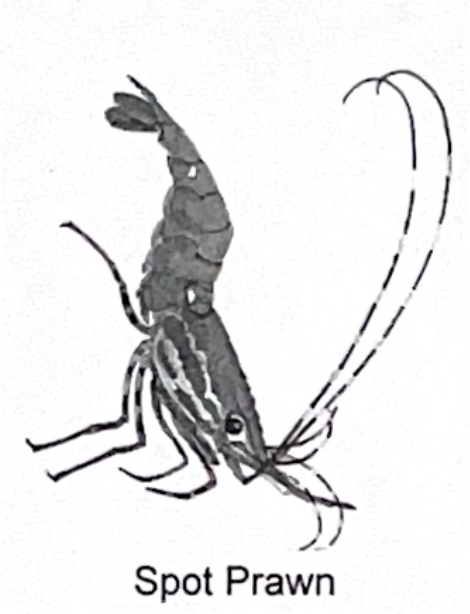 <p>spot prawn SP</p>