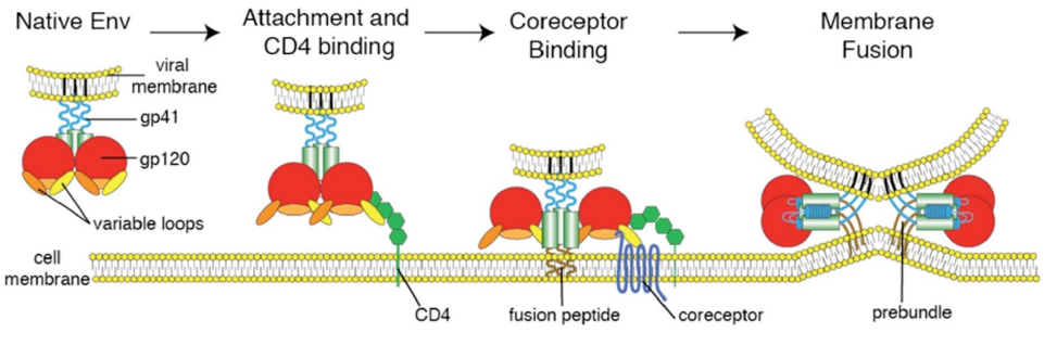 * Part of the Env protein (gp120) initially binds to CD4 and conformational change allos gp120 to bind to a co-receptor and lead to exposure of fusion peptide on gp41 (integral membrane protein)
* HIV-1 transmitted between humans initially uses CCR-5 as a co-receptor prior to fusion
  * Present on activated T-cells and macrophages
  * Transmission to a new host is almost always the CCR-5
* Mutations lead some viruses in the body to switch to using CXCR-4 as a co-receptor
  * Present on Naïve (resting) T-cells; happens later during the course of infection of a person
