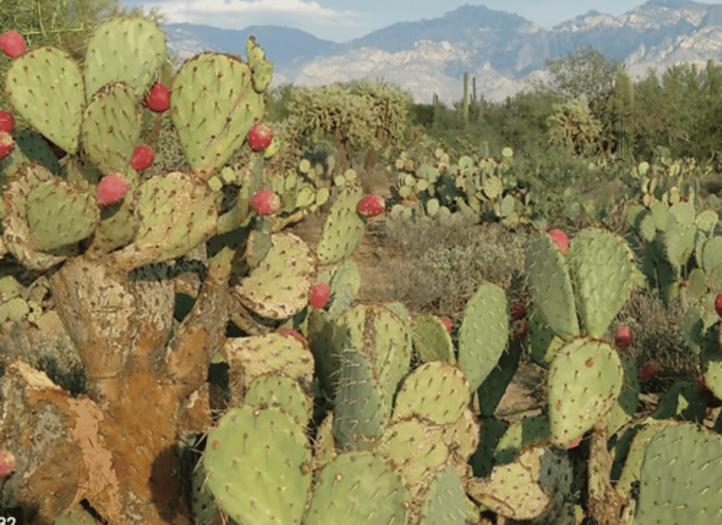 <p>1. sunken stomata traps a layer of moisture which reduces water potential and decreases transpiration</p><p>2. hairs create a microclimate of humid air at leaf, which reduces the water potential and decreases transpiration</p>