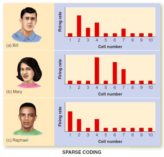 <p>Only a relatively small number of neurons are necessary to code for each concept/identify, etc.</p><ul><li><p>This theory can be viewed as a midpoint between specificity and population coding </p></li><li><p>Some evidence across modalities for sparse coding, at least for some things</p></li></ul><p></p>