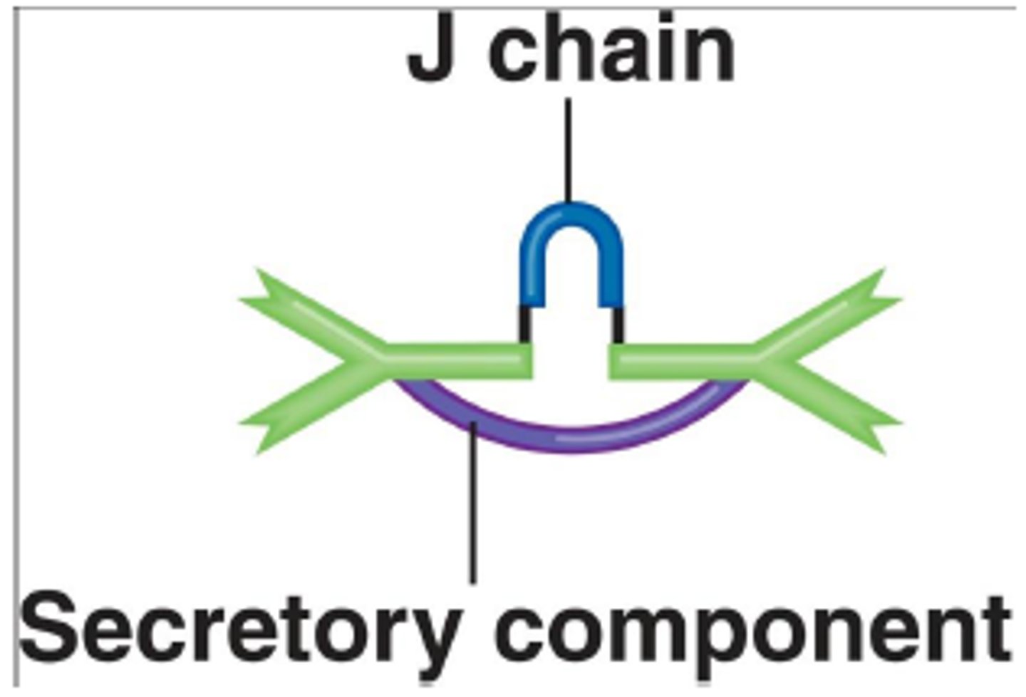 <p>dimer antibody ~10% of serum antibodies, found on mucosal antibodies</p>