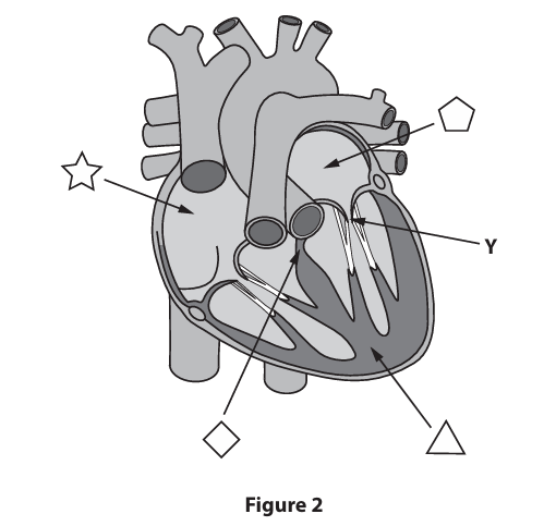 <p>Name structure Y in Figure 2. (1)</p>