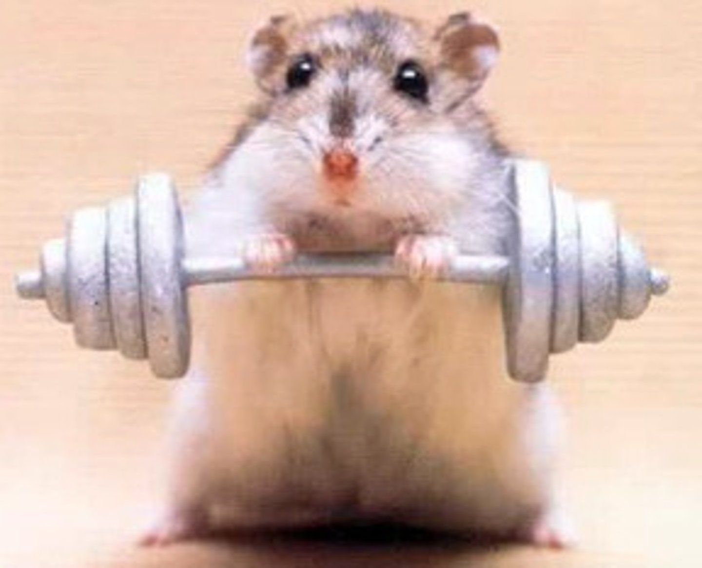 <p>bodybuilding - tập gym</p>