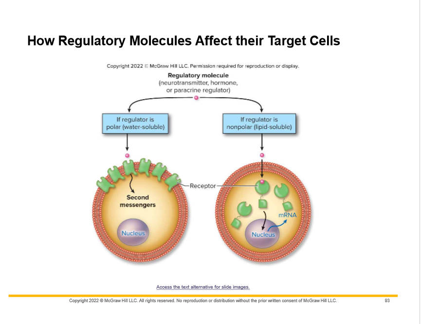 Second messengers

May be ions (Ca2+) or molecules
