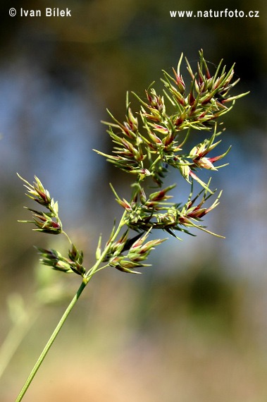 <p>Poa bulbosa - <strong>Poaceae</strong></p>
