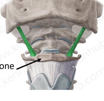 -Muscle that starts at styloid process of temporal bone and ends at hyoid bone