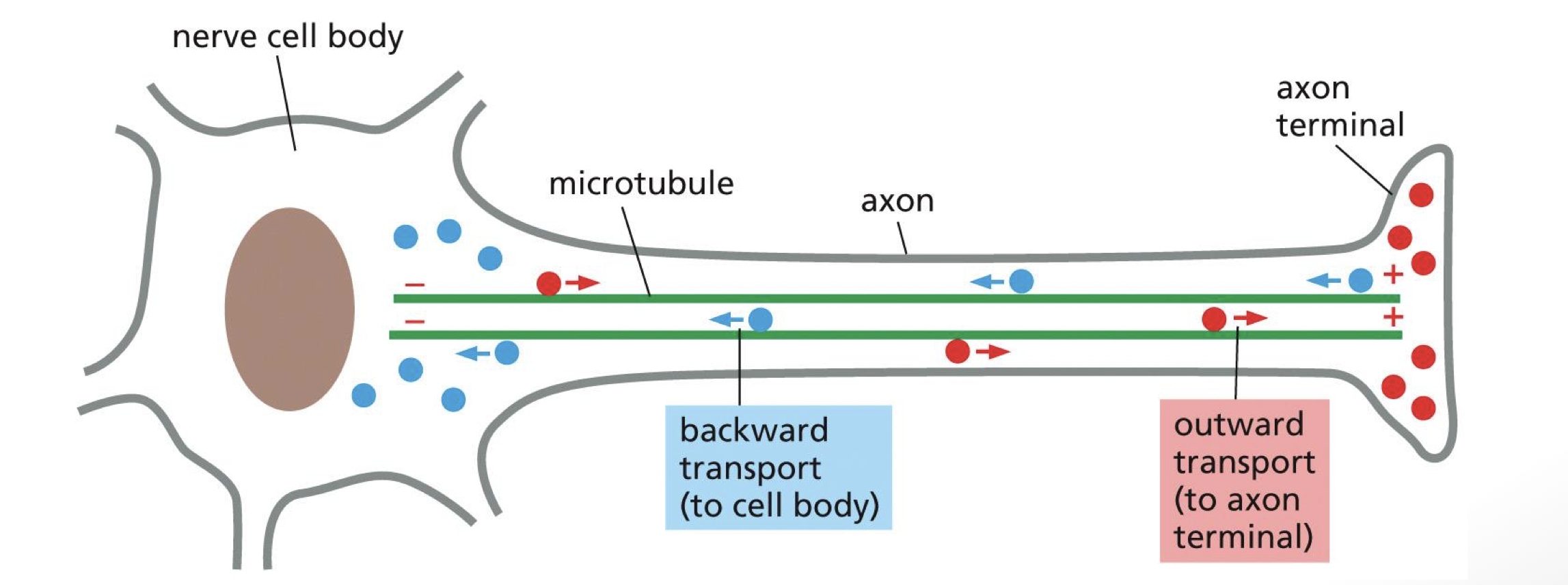 <p>microtubules pointing in the same direction </p>