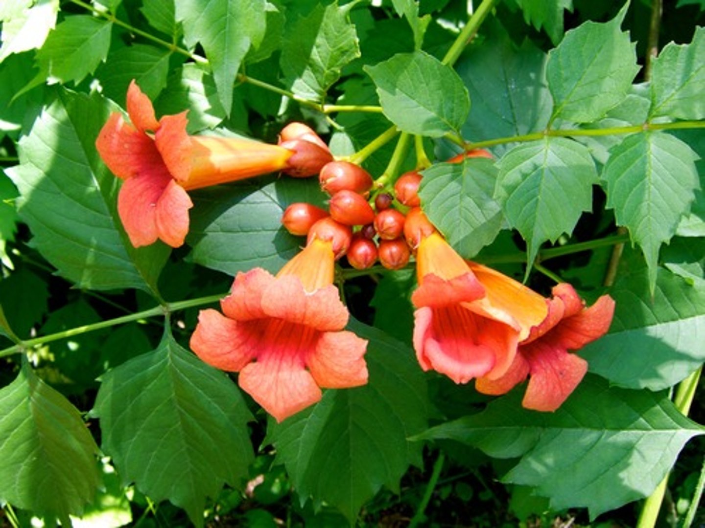 <p>Campsis radicans</p>