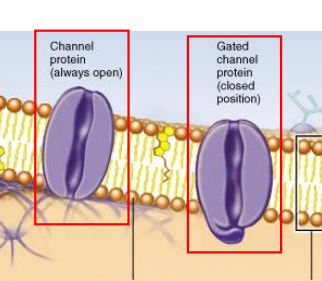 Un-gated (leak channels): always opened

Gated (open or closed position): have open and closed conformations - Changes stimulated by changes in external environme