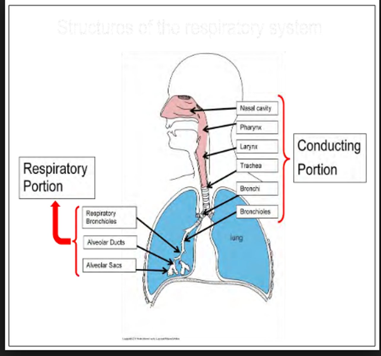 <p>Nose, pharynx, larynx, trachea, bronchi, bronchioles and terminal bronchioles.</p>