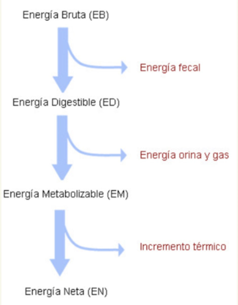 <p>producción de calor (incremento térmico) durante el metabolismo</p>