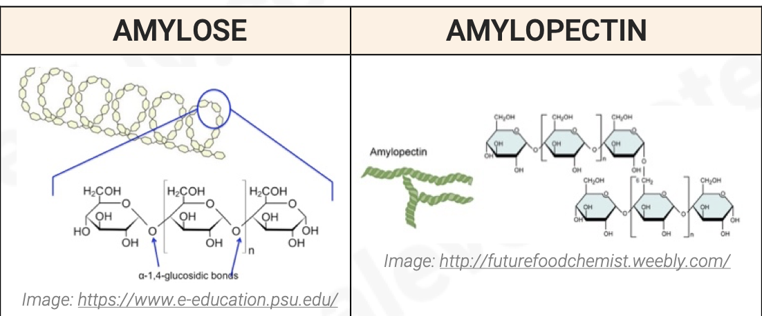 <p>AMYLOSE:</p><ul><li><p>made by condensation reactions between 1,4 linked <strong>⍺</strong>-glucose molecules</p></li><li><p>long, unbranching chain</p></li><li><p>chains are curved and coil into helical structres making the final molecule more compact</p></li></ul><p>AMYLOPECTIN:</p><ul><li><p>also made of 1,4 linked <strong>⍺</strong>- glucose molecules</p></li><li><p>chains are shorter than amylose and branch out to the sides</p></li><li><p>branches are formed by 1-6 linkages</p></li></ul><p>formed by glycosidic bonds</p><p></p>